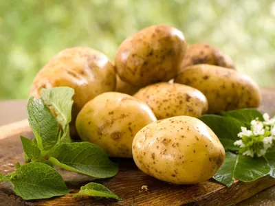 Картинки картофеля - 69 фото