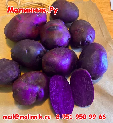Картофель (семена) \"ФИНИК\" - МАЛИННИК.РУ