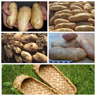 Семенной картофель редких сортов. ПРИЕМ ЗАКАЗОВ ОТКРЫТ! | Дачная Коллекция
