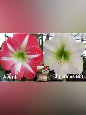 Кросс Avanti x Christmas Gift – Цветочная мастерская Анны Пирматовой