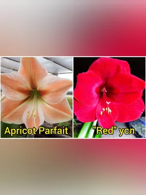 Кросс Apricot Parfait x “Red” усл. – Цветочная мастерская Анны Пирматовой