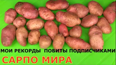 Картофель СЫНОК суперкрупный сорт - YouTube