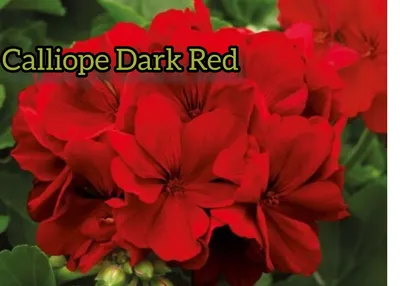 Z. Calliope Dark Red – Цветочная мастерская Анны Пирматовой