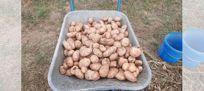 Семенной картофель Лапоть за 1 кг купить в Люберцах | Товары для дома и  дачи | Авито