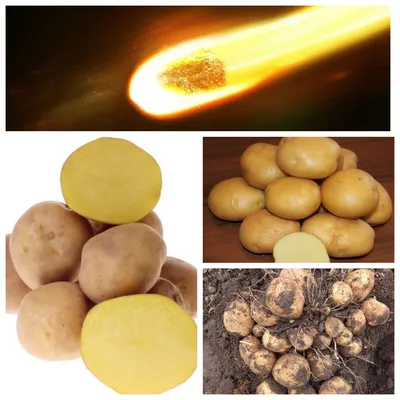 Картофель семенной Метеор (репродукция элита), 0,5 кг. | Дачная Коллекция