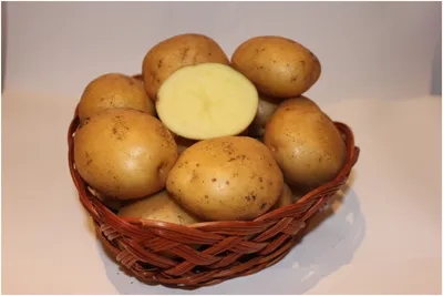 Картофель семенной сорт Метеор (суперэлита) (4 кг) — купить в  интернет-магазине по низкой цене на Яндекс Маркете