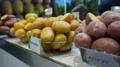 Картофелеводство в России: акцент на отечественную селекцию, перспективные  сорта и сертификацию | ГлавАгроном | Дзен