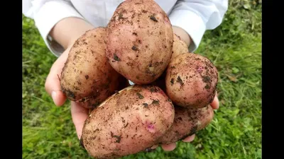 Выращивание суперраннего картофеля - YouTube