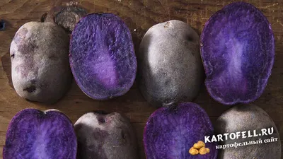 Фиолетовый картофель - сорта с окрашенной мякотью!