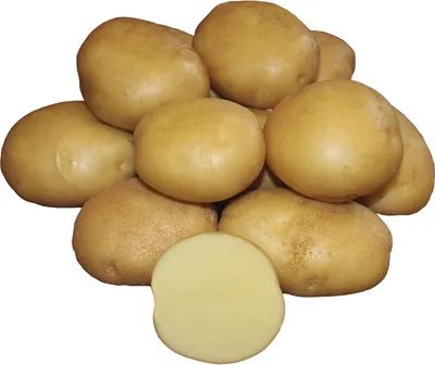 Картофель Агроцентр Коренево Картофель семенной МЕТЕОР - купить по выгодным  ценам в интернет-магазине OZON