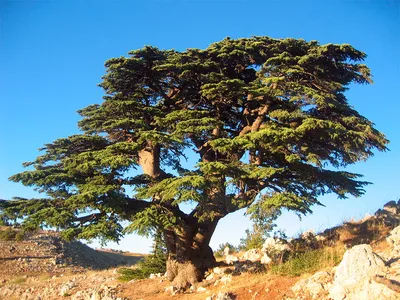 Кедр ливанский (Cedrus libani) — путеводитель по отдыху в Крыму