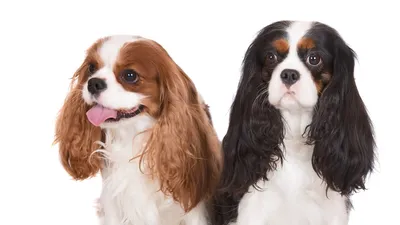 Собаки и люди: \"Кавалер-Кинг-Чарльз-Спаниель\" - YouTube