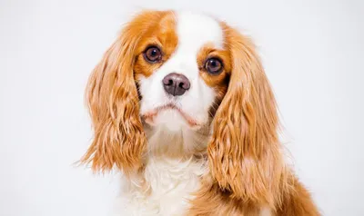 Кавалер-кинг-чарльз-спаниель: все о собаке, фото, описание породы,  характер, цена