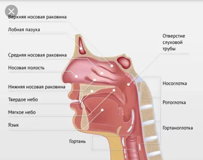 Тонзиллит — симптомы хронического тонзиллита, этапы и методы лечения