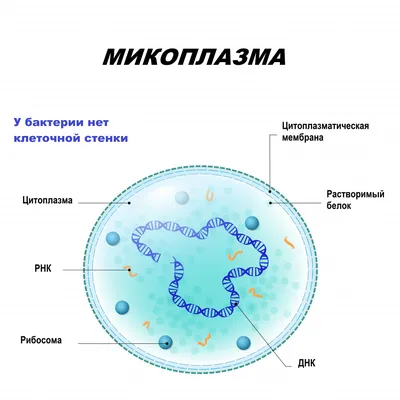 Микоплазмоз - причины появления, симптомы заболевания, диагностика и  способы лечения