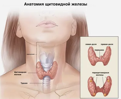 Лечение узлового зоба — (клиники Di Центр)