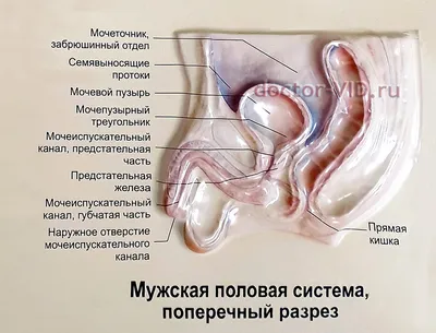 Полезная медицинская информация по урологии и андрологии для пациентов.  Клиника Доктор ВИД, Волгоград