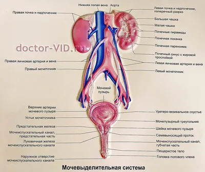 Полезная медицинская информация по урологии и андрологии для пациентов.  Клиника Доктор ВИД, Волгоград