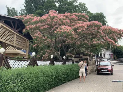 В Керчи расцвела ленкоранская акация