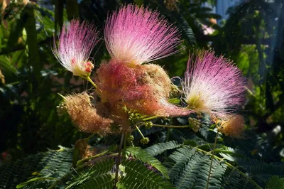 Альбиция (акация) ленкоранская (Albizia julibrissin) — путеводитель по  отдыху в Крыму