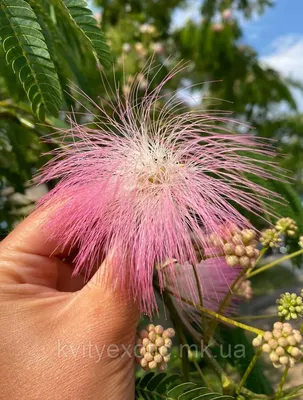 Альбиция. Ленкоранская акация Albizia julibrissin.: продажа, цена в  Николаеве. Сад, общее от \"Екзотичнi квiти, дерева та чагарники\" - 1302223274