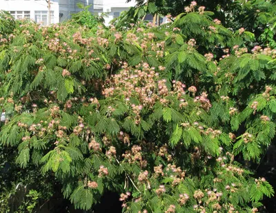 Альбиция (акация) ленкоранская (Albizia julibrissin) — путеводитель по  отдыху в Крыму