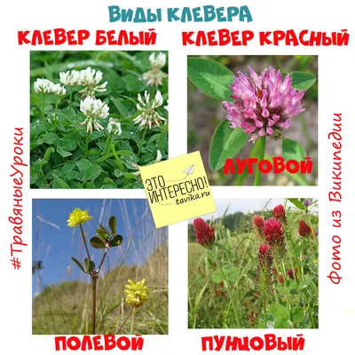 Травяные уроки. Урок 6. Клевер - tavika.ru