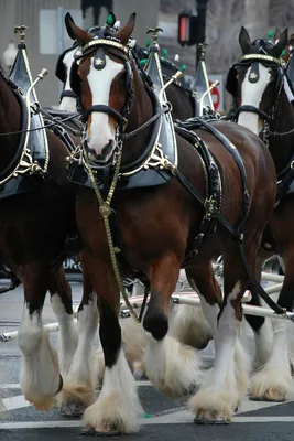 Клейдесдаль Лошадь Gallops В Поле — стоковые фотографии и другие картинки  Клейдесдаль - Клейдесдаль, Лошадь, Белый фон - iStock