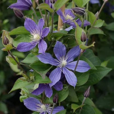 Clematis 'Arabella' - Kaufen Sie Pflanzen bei Coolplants