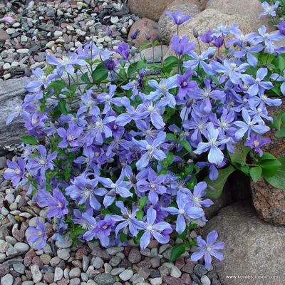 Arabella Clematis - Plants4Home