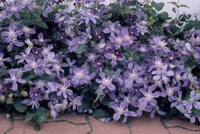 Buy clematis (group 3) Clematis Arabella: £22.39 Delivery by Crocus
