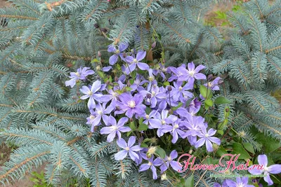 Arabella Clematis, Clematis x 'Arabella', Monrovia Plant