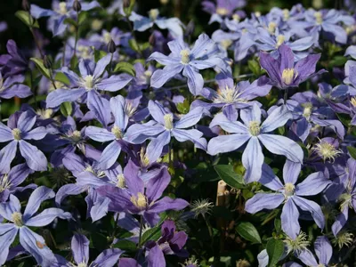 Clematis 'Arabella' an Natursteinmauer – Bild kaufen – 13193548 ❘ Friedrich  Strauss Gartenbildagentur