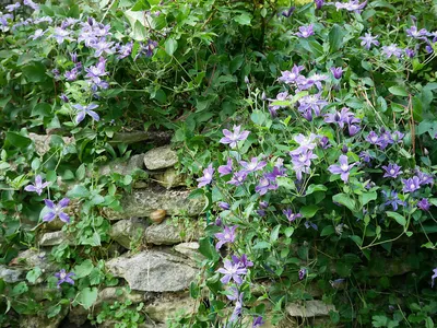 Clematis 'Arabella' | online kaufen