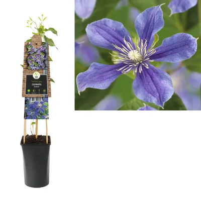 Clematis integrifolia arabella -Fotos und -Bildmaterial in hoher Auflösung  – Alamy