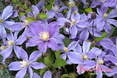 Clematis 'Arabella' - Clematis integrifolia 'Arabella' - Baumschule  Horstmann