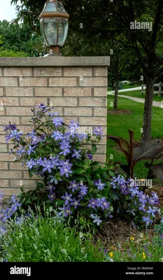 Clematis Arabella | Verschoor Horticulture