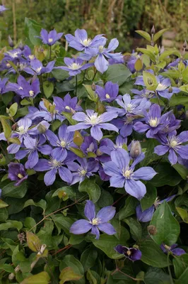 Clematis Arabella | Brushwood Nursery, Clematis Specialists