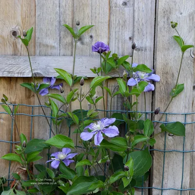 Clematis, Jungfrauen - bower (Clematis 'Arabella', Clematis Arabella),  Sorte Arabella Stockfotografie - Alamy