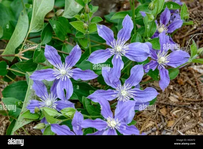 Catalogue Page 4 | Clematis, Plants, Stevia plant