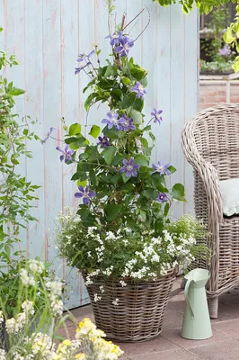 Clematis Arabella - Summer Flower (9cm) - Plants from Gardeners Dream UK