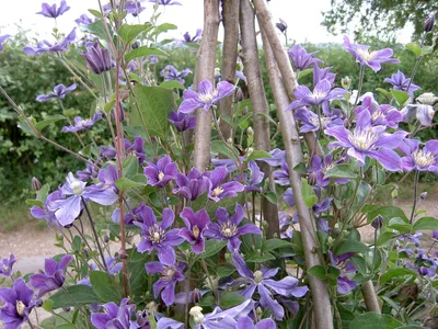 Clematis integrifolia Arabella