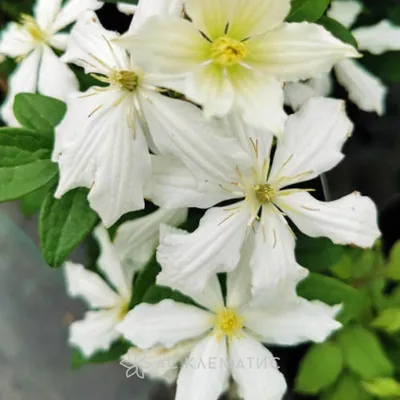 Clematis 'Arabella' Klettern ein Obelisk Stockfotografie - Alamy