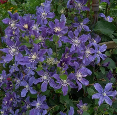 Clematis 'Arabella' - Roots Plants