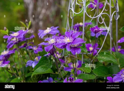 Clematis 'Arabella' Klettern ein Obelisk Stockfotografie - Alamy