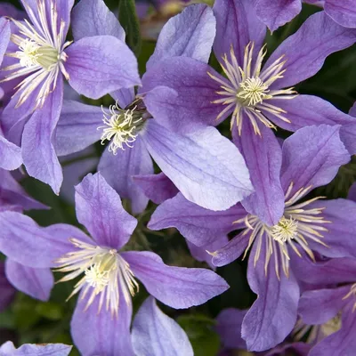 Powojnik Clematis bylinowy Arabella| Sadowniczy.pl