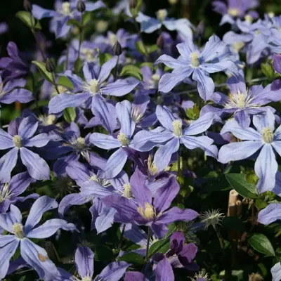 Clematis 'Arabella' - Roots Plants