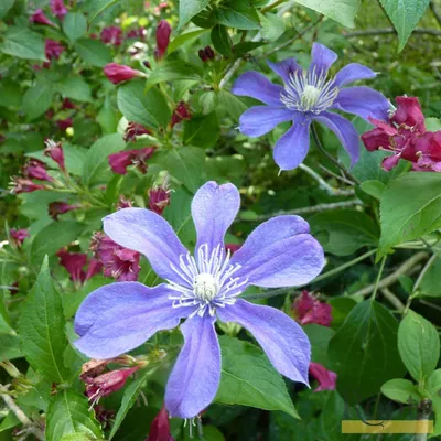 Clematis Arabella Mail Order Quality Climbers - thorncroftclematis.co.uk