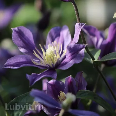 Clematis 'Arabella', Non-vining Clematis – Dancing Oaks Nursery and Gardens