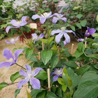 Clematis Arabella Large 2L Climber Plant – Longcombe Cross
